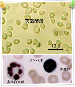 COBONの天然酵母と血球顕微鏡写真